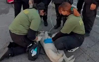 Voluntarios atienden a “perritos peregrinos” durante las peregrinaciones en la Basílica