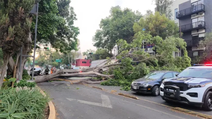 caída de árbol en Azcapotzalco